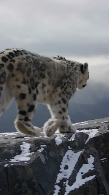 A snow leopard on a rocky ridge in the snow