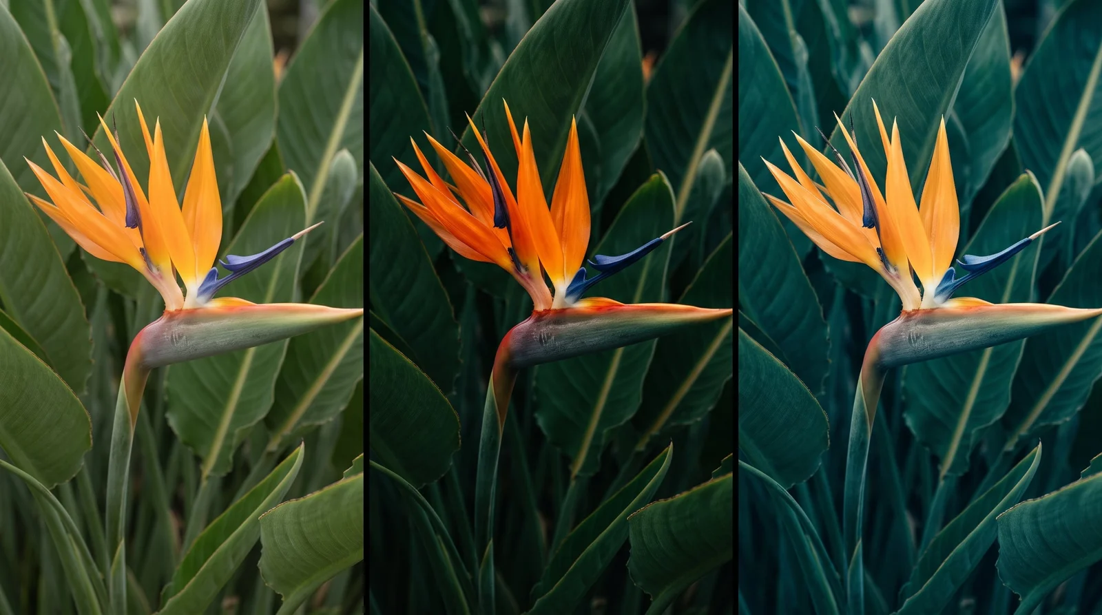 Three color treatments of a bird-of-paradise flower