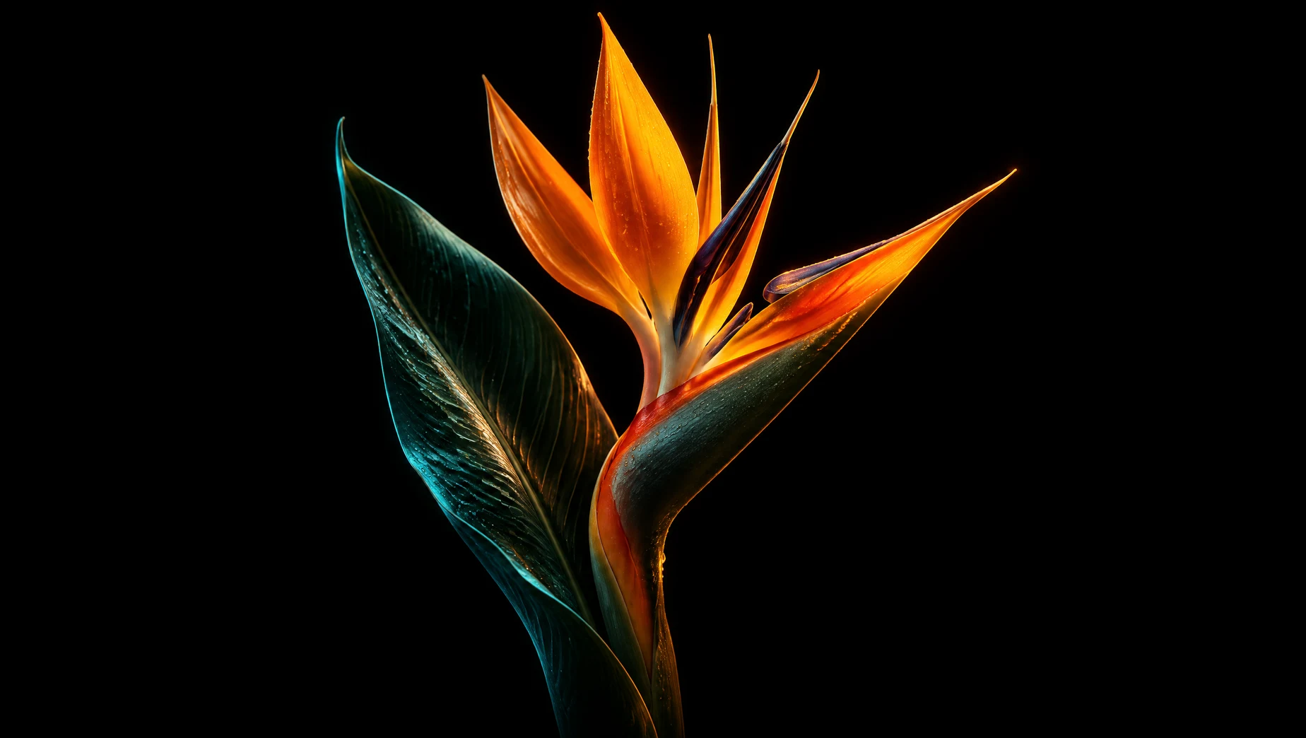 A cinematic botanical close-up with vivid orange petals and deep teal leaves