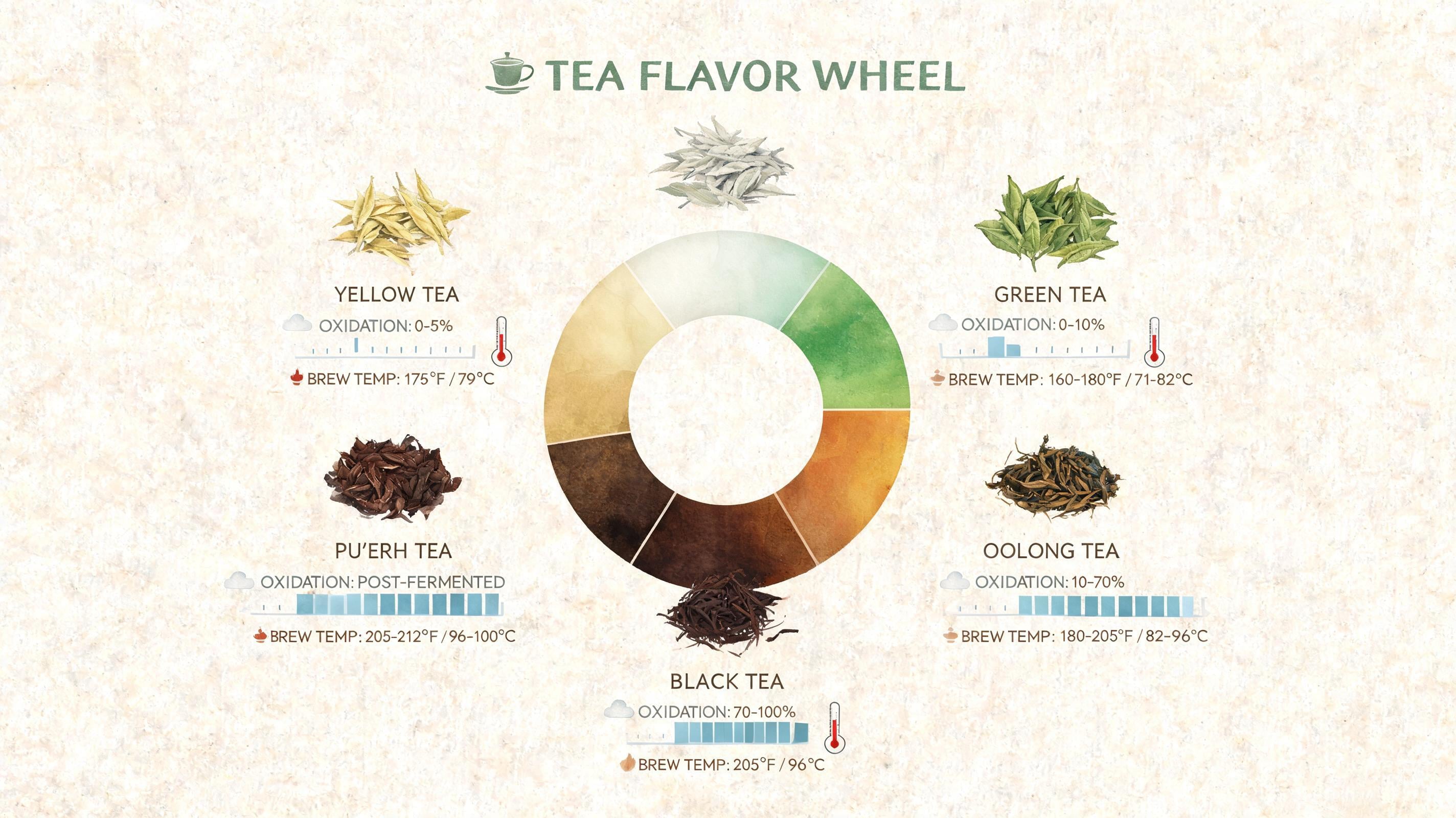 Six-Teas Flavor-Wheel Explainer example render